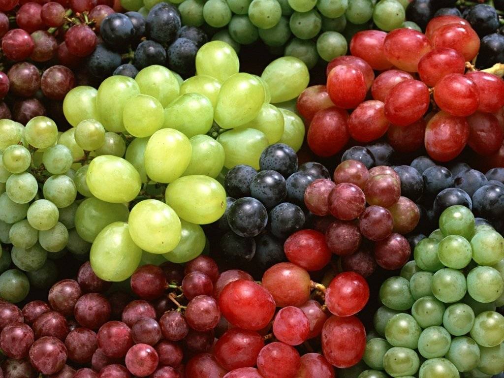 Risultati immagini per festa dell'uva a oliveto citra