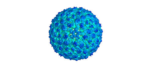 Flavivirus ad elevata risoluzione