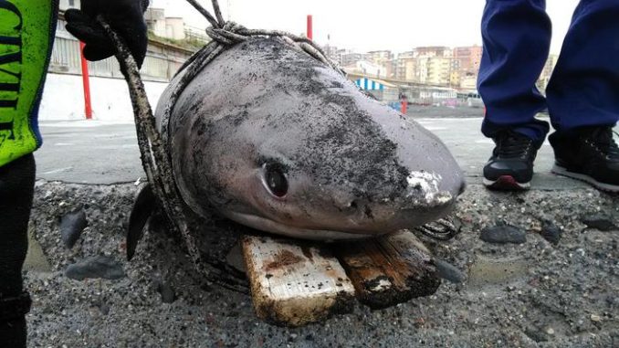 Squalo ritrovato a Portici