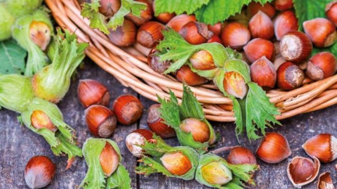 Foto Box Nocciola