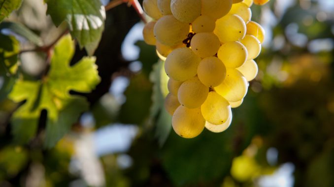 Falanghina uva