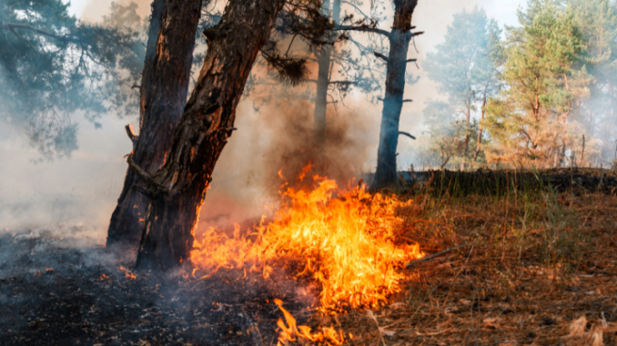 inr-incendi-boschivi-immagine-evidenza