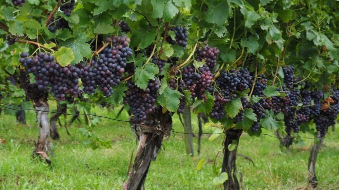 coltivare-Uva-Fragola