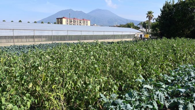 Agricoltura Napoli Est