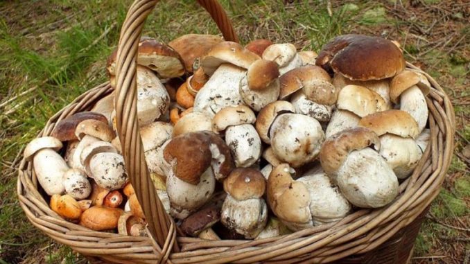 Foto Box Funghi